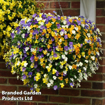4 Winter Flowering Viola Hanging Baskets - 8in (20cm)