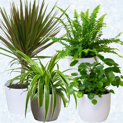 4 x Air purifier House plants in 13cm nursery pots