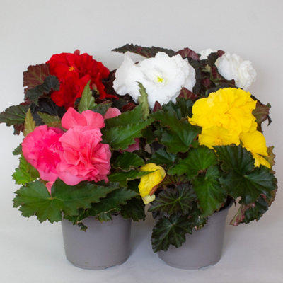 4 x Begonia Plants Mixed in 13cm Nursery Pot