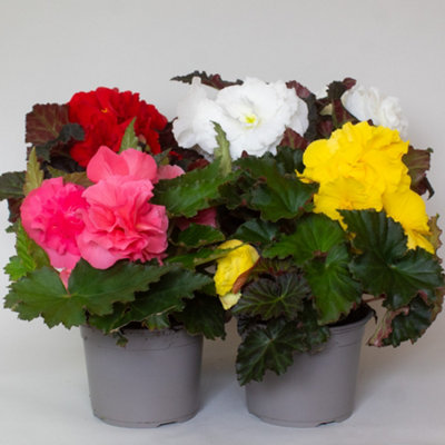 4 x Begonia Plants Mixed in 13cm Nursery Pot