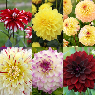 4 x Dahlia Decorative Mixed Summer Bulbs - Impactful Summer Flowering Tubers - Herbaceous Perennial Garden Plants