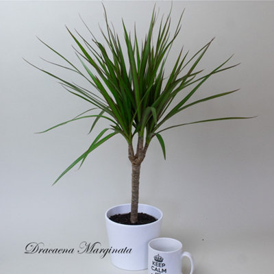 4 x Dracaena Marginata Mix in 13cm plastic pots