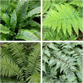 4 x Fern Plant Mix - Ready to Plant Outdoor Ferns 25-35cm in Height