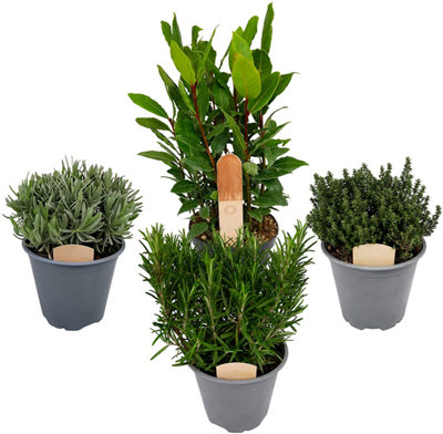 4 x Large Herb Mix - Rosemary - Bay - Thyme - Lavender - 14cm Pots