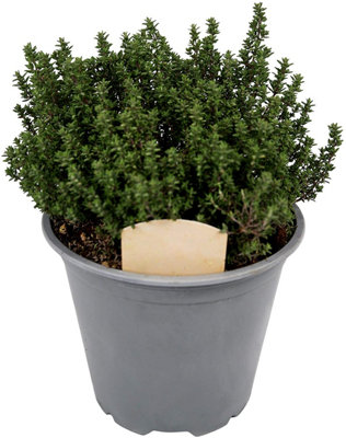 4 x Large Herb Mix - Rosemary - Bay - Thyme - Lavender - 14cm Pots - 3