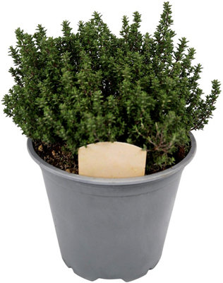 4 x Large Herb Mix - Rosemary - Bay - Thyme - Lavender - 14cm Pots