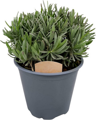 4 x Large Herb Mix - Rosemary - Bay - Thyme - Lavender - 14cm Pots - 5