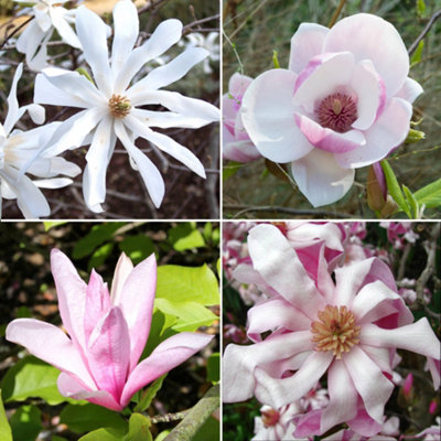 4 x Mixed Magnolias - Assorted Flowering Trees for Beautiful UK Gardens ...