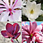4 x Mixed Magnolias - Assorted Flowering Trees for Beautiful UK Gardens - Outdoor Plants (30-40cm Height Including Pot)