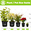 4 x Mixed Magnolias - Assorted Flowering Trees for Beautiful UK Gardens - Outdoor Plants (30-40cm Height Including Pot)