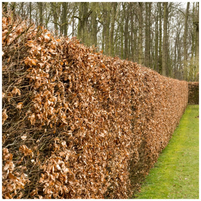 40 Green Beech Hedging 1-2ft Tall in 1L Pots, Fagus Sylvatica Trees,Brown Winter Leaves 3FATPIGS