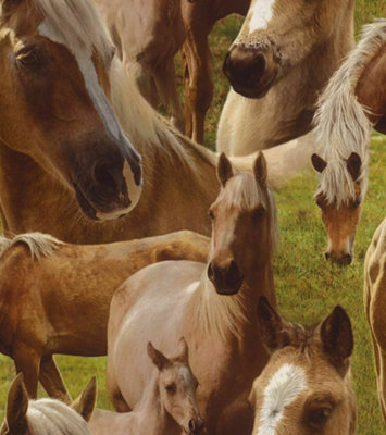 Rasch Horses Pony Foal Equestrian Stables Childrens Animal Wallpaper 293104 from B&Q