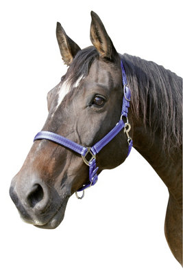 Kerbl Head Collar Mustang Size 2Royablue/black