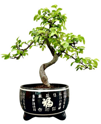 Chinese Elm Bonsai Tree In Black 'chinese Style' Ceramic Pot from B&Q