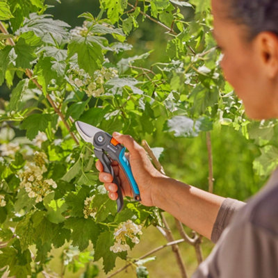 Pruning garden plants with secateurs