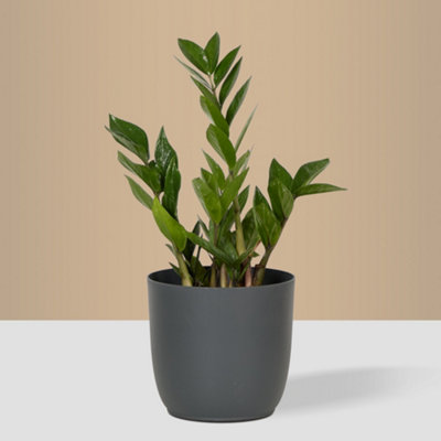 Discount Plant Co. - Zz Plant - 40-50Cm - Indoor Houseplants
