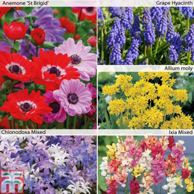 425 Bumper Spring Flowering Bulb Collection