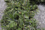 45cm (18") Diameter Colorado Christmas Door Wreath in Plain Green