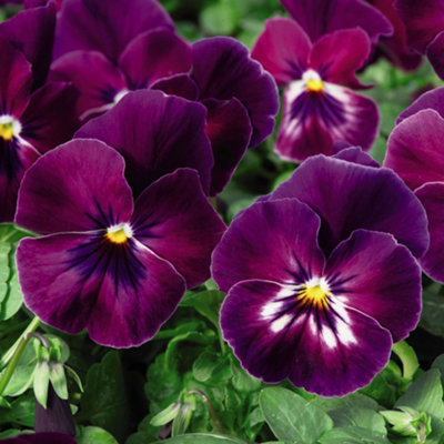 48 Pansy Cool Wave Raspberry Plants - Winter Flowering