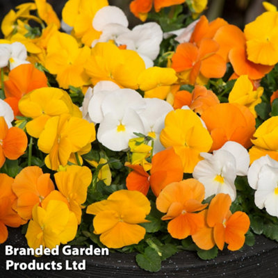48 Pansy Daffodil Mixed Plants  - Winter Flowering