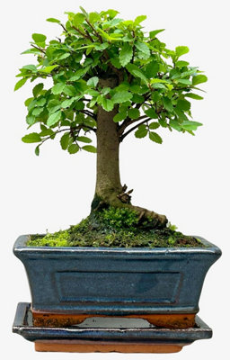 'broom Style' Chinese Elm Bonsai Tree from B&Q