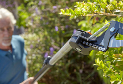 Tree looper extended to reach and cut the higher areas of a tree.