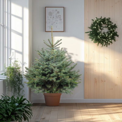 4ft Blue Spruce Pot Grown Christmas Tree Real Living Potted Plant