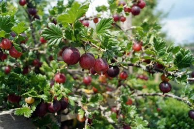 4x Mixed Gooseberry Fruit Plants 4 Varieties in 2/3 Litre Pots By ...