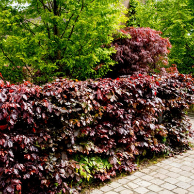 5 Copper Purple Beech 45ft Tall Hedging Trees, Stunning all Year Colour 3FATPIGS DIY at B&Q