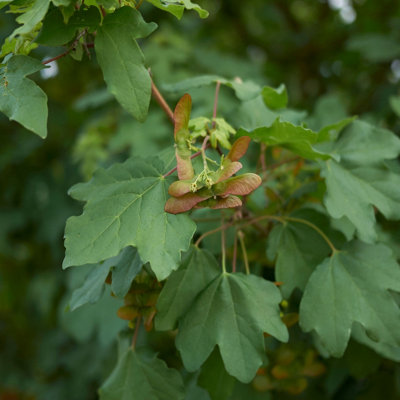 5 Field Maple Hedging, Native Trees Acer Campestre 40-60cm Plants ...