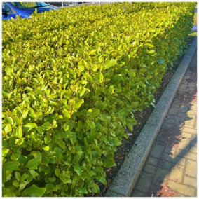 5 Griselinia Evergreen Hedging Plants 30-50cm, Fast Growing New Zealand Laurel 3FATPIGS