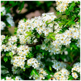 5 Hawthorn Hedging Plants 20-30cm Tall In 1L Pots ,Wildlife Friendly Hawthorne Hedges 3FATPIGS