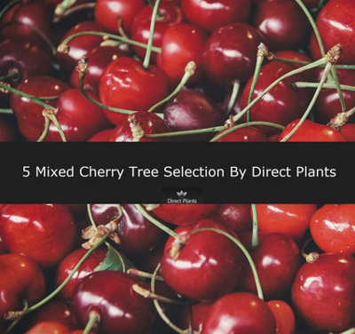 5 Mixed Cherry Fruit Trees 4-6ft Tall By Direct Plants