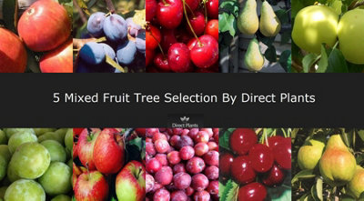 5 Mixed Fruit Trees ( Apple Cherry Pear Plum ) 4-6ft Tall By Direct Plants