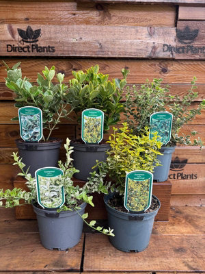 5 Mixed Large Euonymus Evergreen Shrubs in 2/3 Litre Pots By Direct Plants