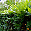 5 Portugal / Portuguese Laurel Hedging Prunus Lusitanica 25-30cm, Evergreen Hedging Plants 3FATPIGS