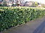 5 Portugal / Portuguese Laurel Hedging Prunus Lusitanica 25-30cm, Evergreen Hedging Plants 3FATPIGS