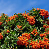 5 Pyracantha 'Orange Glow' Plants / Firethorn 'Orange Glow' Evergreen Hedge 3FATPIGS