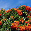 5 Pyracantha 'Orange Glow' Plants / Firethorn 'Orange Glow' Evergreen Hedge 3FATPIGS