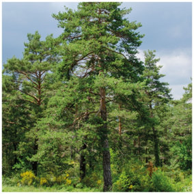 5 Scots Pine Trees 20-25cm Tall,Native Evergreen, Pinus Sylvestris 3yr old plants 3FATPIGS