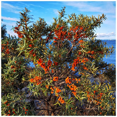 5 Sea Buckthorn Plants 2-3ft Edible Coastal Hedging,Hippophae