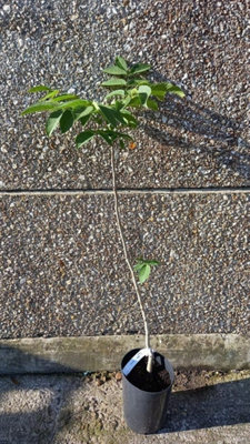 5 Walnut Hedge Plants Tree Sapling Hedging 3-4ft Tall Potted | DIY at B&Q