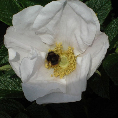 5 White Wild Rose Hedging 30-50cm Plants,Rosa Rugosa Alba,Flowers ...