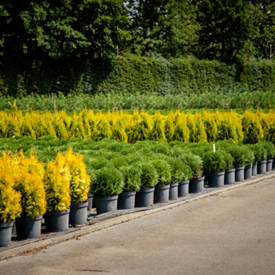 plant of the grapes Sea Grape  Liberty Landscape Supply