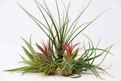 5 x Air Plants Mixed Tillandsia - Large Plants - Indoor House Plants