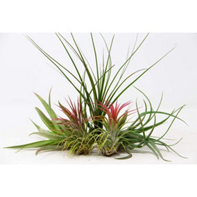 5 x Air Plants Mixed Tillandsia - Large Plants - Indoor House Plants