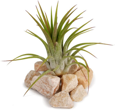 5 x Air Plants Mixed Tillandsia - Large Plants - Indoor House Plants - 3