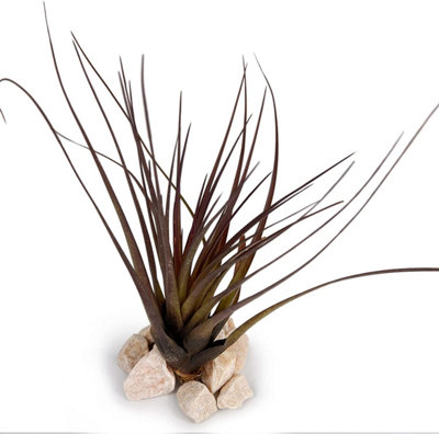 5 x Air Plants Mixed Tillandsia - Large Plants - Indoor House Plants - 4