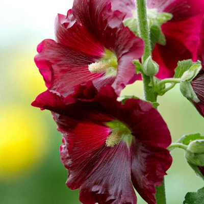 5 x Alcea Hollyhock Rood Bare Roots - Tall Red Pollinator Friendly ...