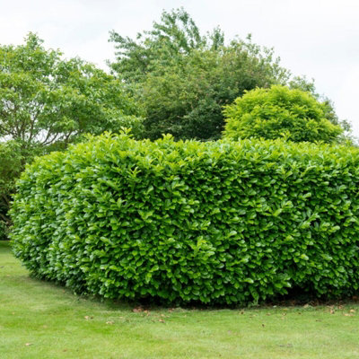 5-x-cherry-laurel-hedging-bare-root-plants-60-80cm-evergreen-foliaged-winter-hardy-prunus-laurocerasus-rotundifolia-shrubs~5061067200692_04c_MP?$MOB_PREV$&$width=600&$height=600